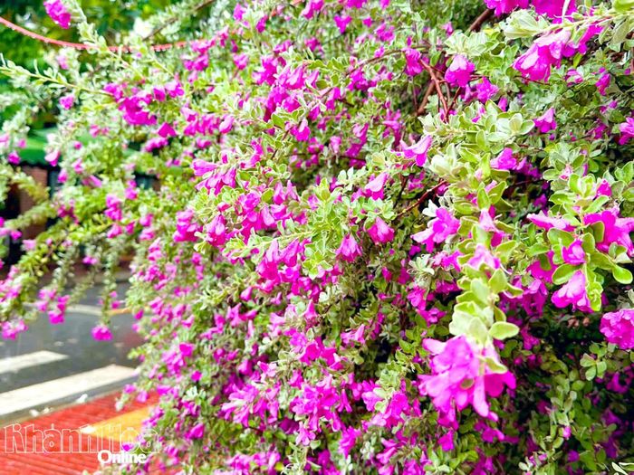 Những chùm tuyết sơn phi hồng tím biếc nổi bật giữa góc phố.