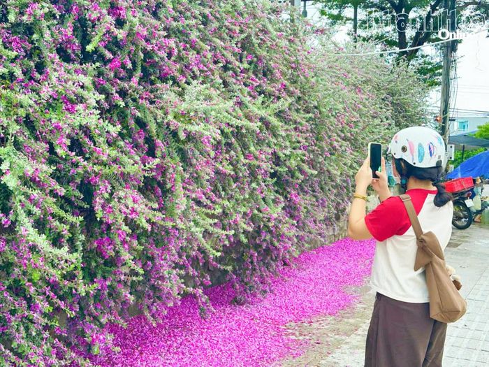 Một bạn trẻ ghi lại vẻ đẹp của những chùm tuyết sơn phi hồng đang bung nở.