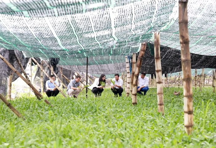 Đoàn công tác tìm hiểu mô hình trồng ngò gai tại xã Diên Lạc.