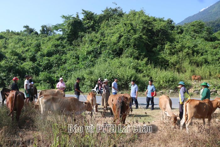 Tổ nghiệm thu kiểm tra, đánh giá chất lượng bò giống.