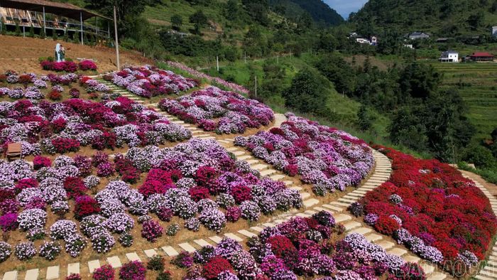 Vườn hoa được cải tạo, bố trí theo địa hình sườn núi, tạo nên những thảm hoa nhiều màu sắc giữa cảnh quan Si Ma Cai.