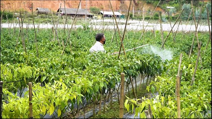 Các mô hình kinh tế do đoàn viên, thanh niên Púng Luông làm chủ không chỉ mang lại thu nhập ổn định, mà còn tạo việc làm cho người dân địa phương.