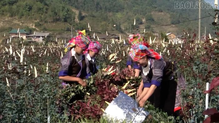 Nhiều đoàn viên thanh niên nữ cũng mạnh dạn phát triển cây Hoa Hồng.