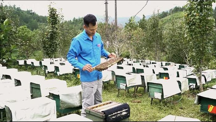 Anh Nguyễn Huy Chương kiểm tra đàn ong.