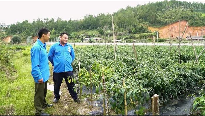 Đoàn viên Giàng A Giống và Bí thư Đoàn thanh niên xã Púng Luông Hảng A Lử ( bên phải) trao đổi kinh nghiệm trồng ớt xanh.