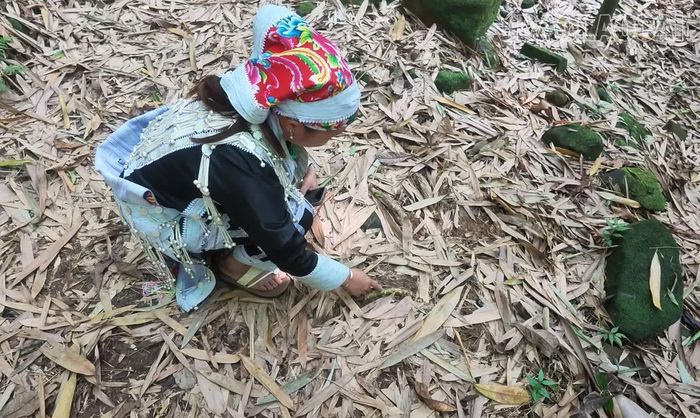 Hoạt động hái măng vầu được kiểm soát nghiêm ngặt. Bà con chỉ được lấy măng đúng một lần trong năm tại các khu vực rừng sâu, tuyệt đối giữ nguyên khu vực ven đường để bảo tồn cảnh quan. Thời điểm này cây vầu đang tích tụ dưỡng chất, để đến mùa xuân năm sau sẽ sinh ra những cây măng ngon, ngọt.