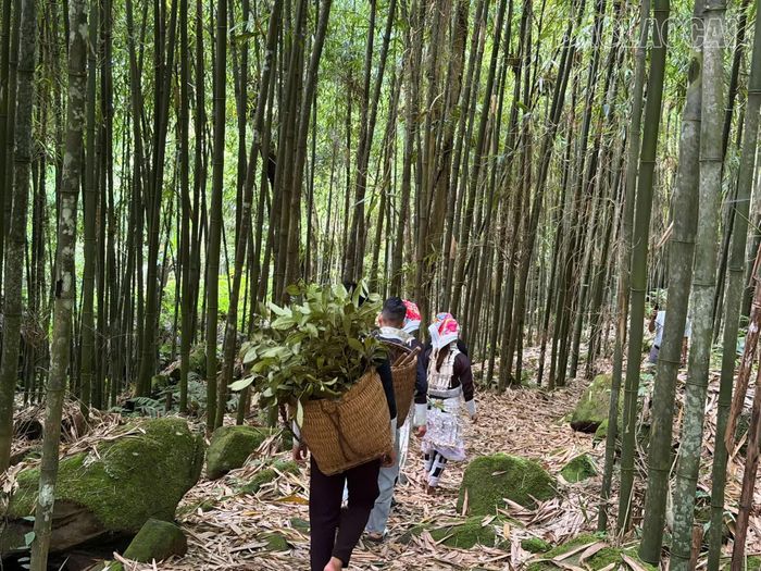 Dạo bước trong rừng vầu Dền Sáng là một trải nghiệm thú vị. Hiện, chính quyền xã Dền Sáng đang tích cực đẩy mạnh chủ trương biến rừng vầu Ngải Chồ thành điểm du lịch sinh thái trọng điểm, vừa nâng cao thu nhập cho bà con vừa giữ gìn vẹn nguyên màu xanh của đại ngàn.