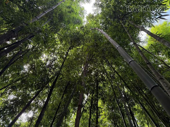 Những thân vầu thẳng đứng cao tới 20m, vươn thẳng lên không trung và đan dày đặc vào nhau, tạo thành chiếc “ô thiên nhiên” khổng lồ che mát cả một vùng.