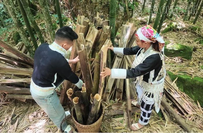  Để bảo vệ thảm thực vật, quy ước cộng đồng quy định phạt 50.000 đồng nếu để trâu, bò vào phá măng và phạt 100.000 đồng đối với hành vi hái măng trái phép. ﻿Trong ảnh: Người dân vào rừng vầu lấy những cây khô gãy về làm củi đun. 