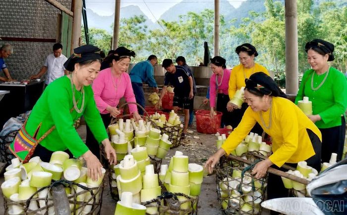 Cây măng mai đem lại thu nhập ổn định cho đồng bào Tày xã Lâm Thượng.