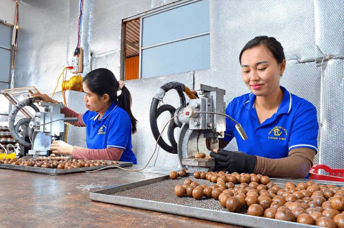 Mắc ca ở Quảng Trực có chuỗi giá trị, đạt OCOP 4 sao