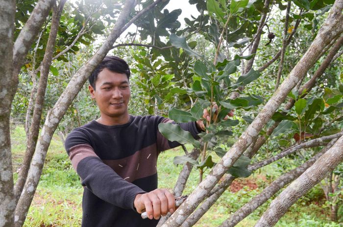 Anh Điểu Nguyên, dân tộc M’nông, bon Bu P’răng 2 sản xuất mắc ca theo hướng VietGAP, hữu cơ nhằm gia tăng giá trị
