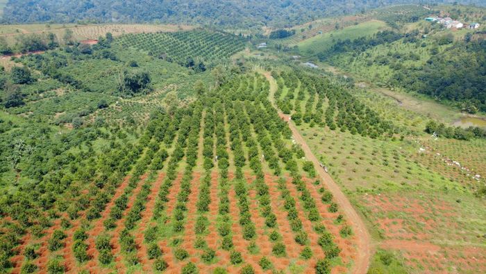 Xã Quảng Trực đã có gần 1.600 ha mắc ca, cây trồng giảm nghèo, làm giàu bền vững nơi biên cương