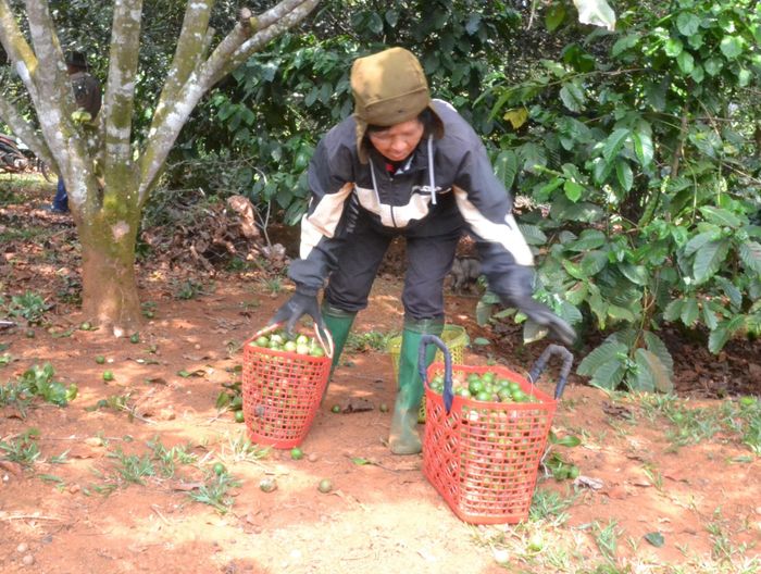 Cây mắc ca không chỉ giúp gia đình bà Thị Nớ, dân tộc M’nông, bon Bu P’răng 1, xã Quảng Trực thoát nghèo mà còn trở thành nguồn thu nhập khá cao, ổn định, mở ra cơ hội làm giàu