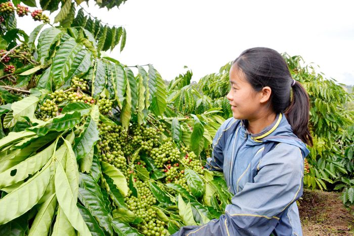 Chị Nguyễn Thị Uyên, thôn Thuận Hạnh, xã Thuận An là một người trẻ đang góp phần duy trì chuỗi giá trị cà phê dây – giống cà phê bản địa