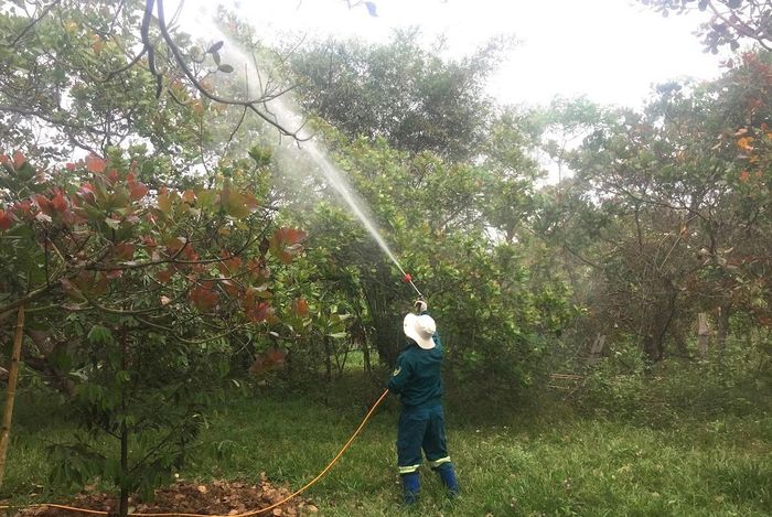 Canh tác điều theo quy trình an toàn, bền vững, đáp ứng yêu cầu nguyên liệu chế biến sản phẩm cạnh tranh