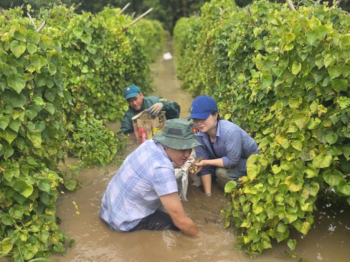 Cán bộ, đoàn viên, hội viên, các tổ chức ở xã Cát Tiên cùng chung tay hỗ trợ thu hoạch nông sản do ngập úng