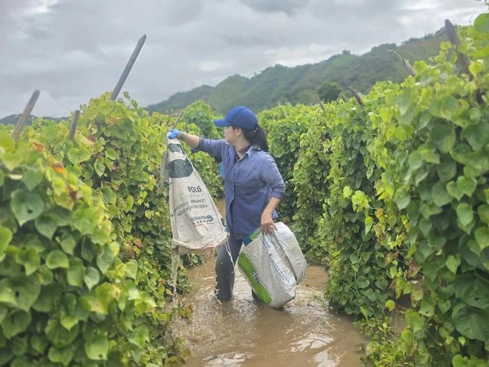 Cán bộ, đoàn viên, hội viên, các tổ chức xã Cát Tiên cùng chung tay hỗ trợ thu hoạch nông sản do ngập úng