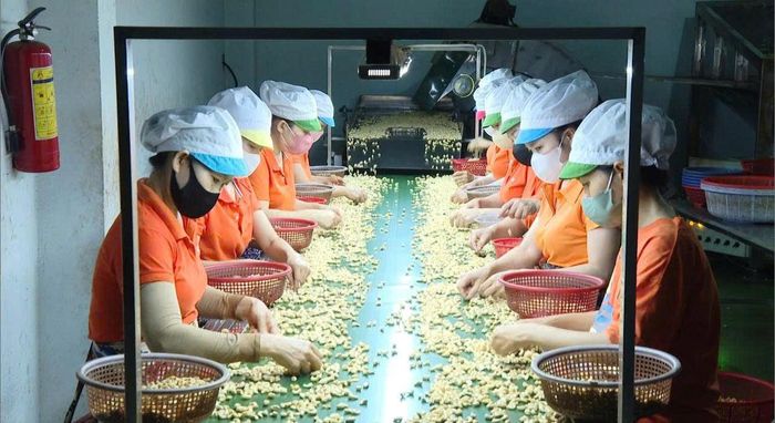 Công nhân chế biến nhân hạt điều xuất khẩu ở xã Nam Thành, Lâm Đồng