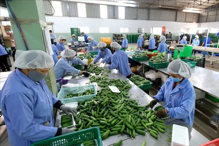 Chế biến rau củ quả xuất khẩu tại một doanh nghiệp trên địa bàn xã Đức Trọng, tỉnh Lâm Đồng