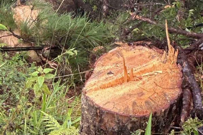 Hằng năm trước mùa mưa bão, cơ quan chức năng Lâm Đồng có nhiều đợt rà soát, chặt hạ, mé nhánh cây xanh ven các cung đường đèo để đảm bảo an toàn cho các phương tiện lưu thông