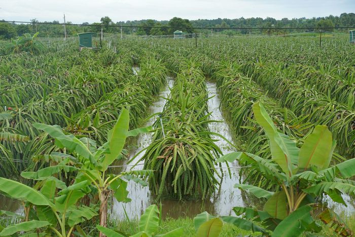 Hàng ngàn trụ thanh long ở Dân Hiệp, xã Hàm Kiệm bị ngập trong nước