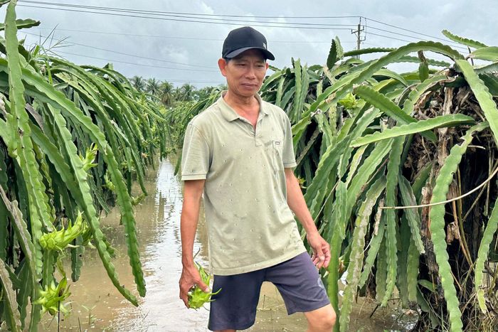 Người dân xã Tuyên Quang kiểm tra vườn thanh long bị ngập