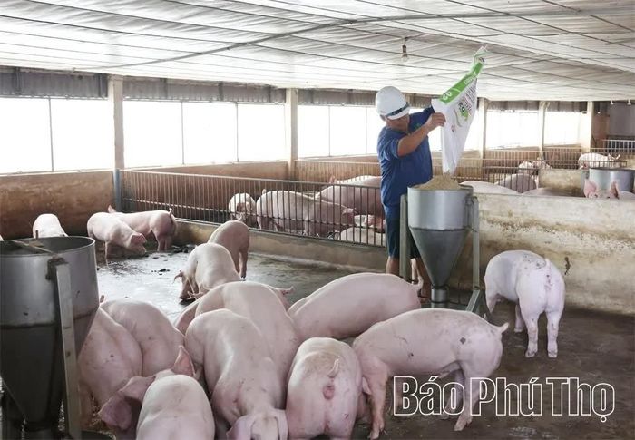 Mô hình chăn nuôi của hội viên Vũ Văn Quang- Chi hội Người cao tuổi thôn Ngọc Tỉnh.