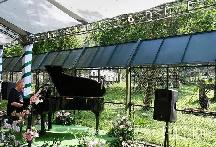 Nghệ sĩ piano, nhà soạn nhạc Rick Wakeman biểu diễn dành tặng những cá thể gấu được giải cứu.