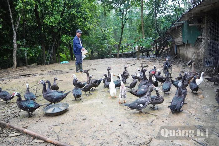 Nhờ phát triển chăn nuôi nên kinh tế gia đình anh Trần Xuân Tư, xã Kim Phú ngày càng đi lên - Ảnh: X.V