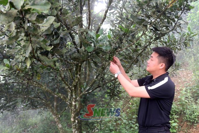 Cây mắc ca được đưa vào trồng tạo sinh kế cho người dân xã Kim Bon.