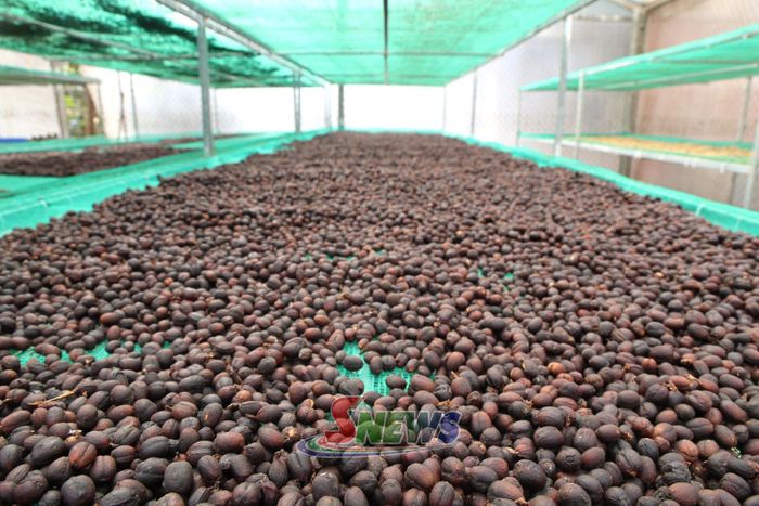 Chế biến cà phê Honey tại Hợp tác xã Nông nghiệp bản Sàng Nà Tre, xã Chiềng Mai.
