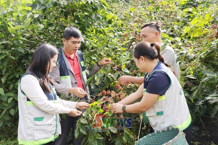 Cán bộ Trung tâm Khuyến nông và Chuyển đổi số tỉnh hướng dẫn nhân dân xã Chiềng Mai thu hái cà phê.