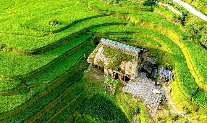 Ngôi nhà mái rêu xanh hòa quện với những thửa ruộng bậc thang ở Xà Phìn.