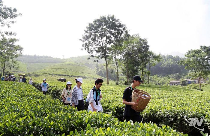 Học sinh trải nghiệm thực tế, tìm hiểu về cây chè và văn hóa trà tại vùng chè Thái Nguyên.