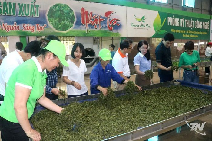 Du khách tìm hiểu quy trình sản xuất chè tại Hợp tác xã Chè La Bằng, xã La Bằng.