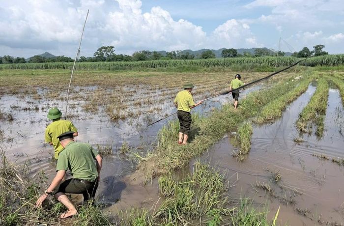 Công an xã Vĩnh Tường phối hợp với Hạt Kiểm lâm Anh Sơn kiểm tra, tháo dỡ dụng cụ bẫy, đánh bắt chim trời (Ảnh Công an Vĩnh Tường).