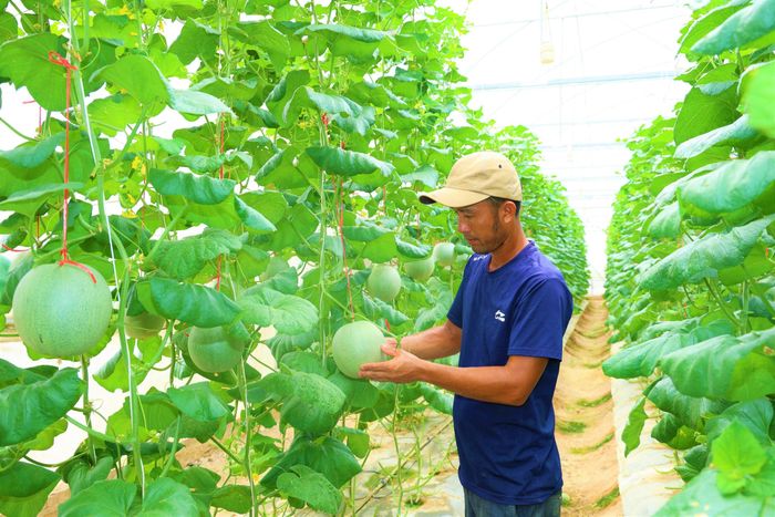 Các mô hình sản xuất nông nghiệp ứng dụng công nghệ số đang lan tỏa mạnh mẽ trên toàn tỉnh Hà Tĩnh.