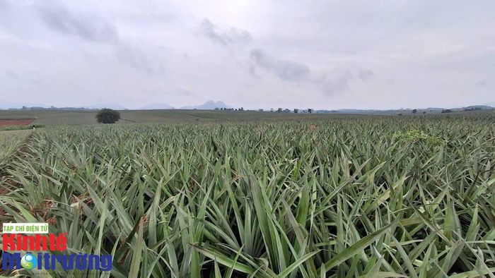 Cây dứa được tỉnh Nghệ An đưa vào là một trong những cây chủ lực trong giai đoạn 2026 - 2030. Ảnh: Nguyễn Công
