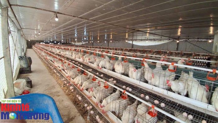 Mô hình nuôi gà đẻ trứng thao dược tại HTX Nông nghiệp Hải An, Đô Lương (Nghệ An). Ảnh: Nguyễn Công
