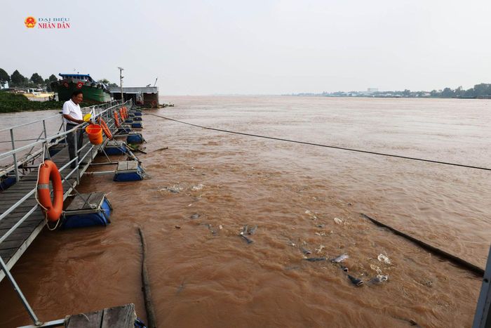 Giữa sông Tiền mênh mông, đàn cá tra hàng chục tấn quây quần sinh sống nhiều năm qua