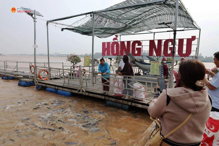 Hàng ngày có nhiều du khách từ khắp nơi đổ về xem và cho đàn cá ăn