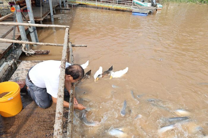 Ông Trương Minh Hải hàng ngày bỏ công chăm sóc đàn cá
