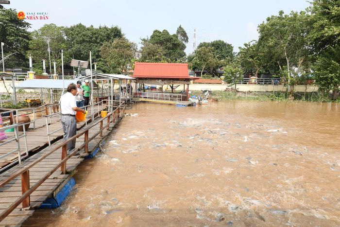 Từ đàn cá nhỏ, sau 3 năm được ông Trương Minh Hải và Tổ cộng đồng bảo vệ nguồn lợi thủy sản Hồng Ngự chăm sóc, bảo vệ đàn cá, đến nay đàn cá sinh trưởng, phát triển lên hàng chục tấn