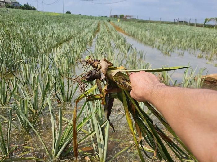 Những hộ gia đình có diện tích dứa bị ngập úng có nguy cơ mất trắng vụ mùa.