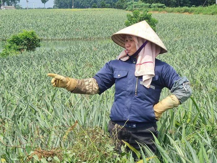 Người trồng dứa nỗ lực cứu vớt những ruộng dứa còn lại.