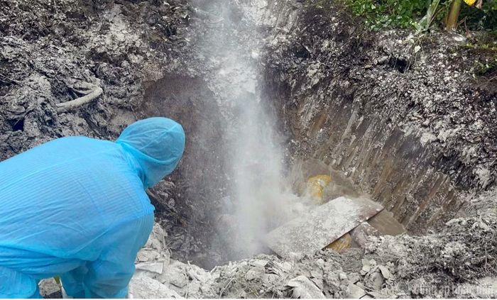 Cơ quan chức năng tiêu hủy số lợn dương tính với virus gây bệnh dịch tả lợn châu Phi (ASF).