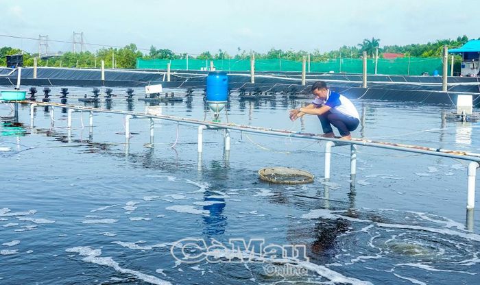Mô hình nuôi tôm công nghệ cao xã Ðầm Dơi, nâng cao hiệu quả sản xuất thuỷ sản.
