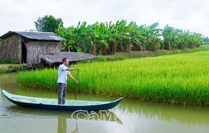 Diện tích lúa phát triển tốt, bảo đảm sản lượng theo kịch bản tăng trưởng Khu vực I. (Ảnh chụp tại Xã Trần Văn Thời).
