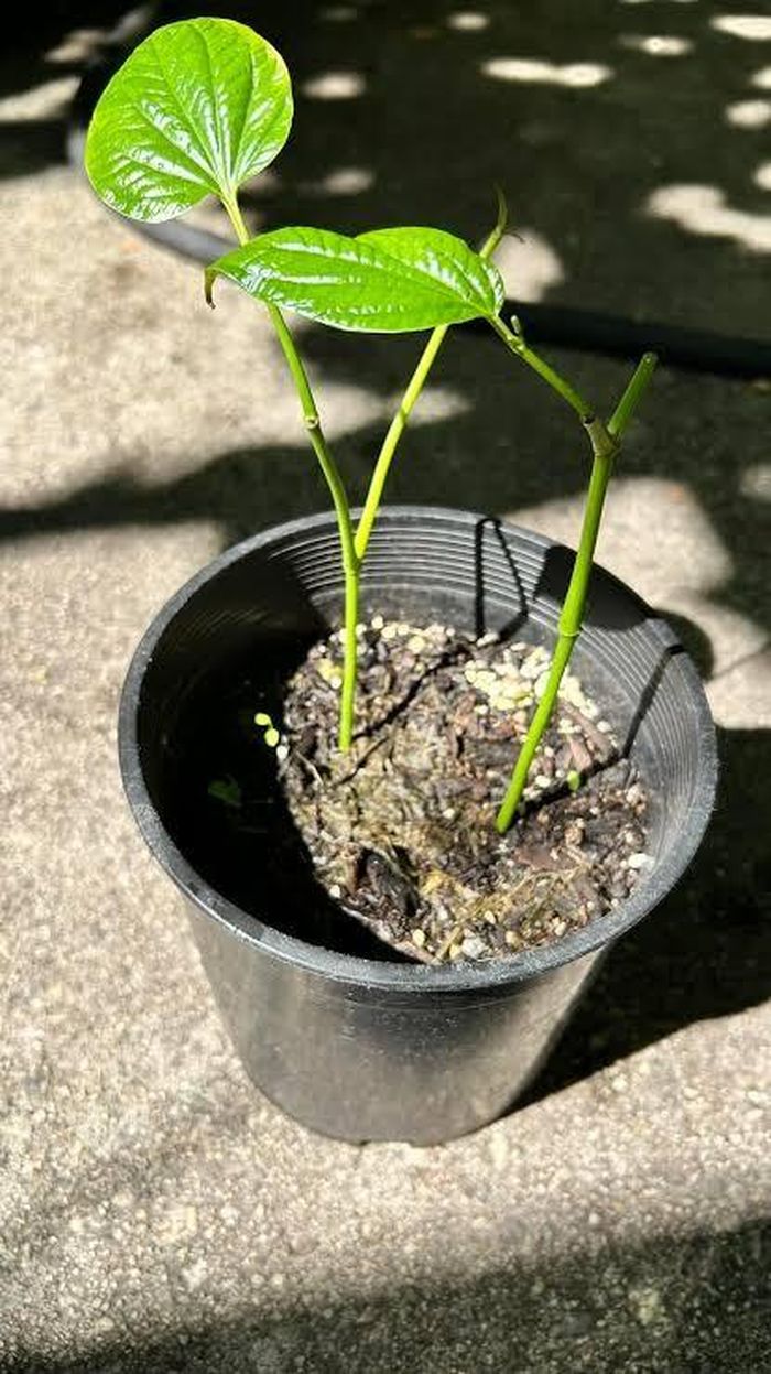 Giâm cành vừa đủ sâu sẽ giúp lá lốt dễ phát triển hơn.